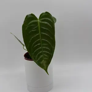 Anthurium Veitchii king narrow form  4" Pot  plant Rare Heart-Shaped  Leaves with White Veins for Indoor Gardens  Color Easy Care Plant