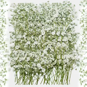 100Pcs White Baby’s Breath Dried Pressed Flowers, 3'' Real Natural Flat Gypsophila Bulk for Resin Art, Wedding Invitations, Scrapbooking, Jewelry, Candle & Soap Making, Cake & Frame Decor,summervibes