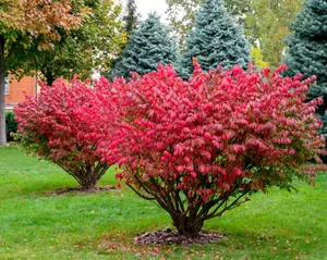 5 Dwarf Burning Bushes - Live Plants - 4-10" Tall Seedlings - Hardy Shrubs - Ships Bare Root - Euonymus alatus - No Ship To AK, HI and P.R.
