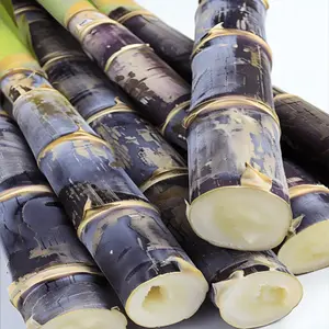 50+ Heirloom Sugar Cane Garden Seeds - Non-gmo, High Yield, Perennial Sweet Juicy Fruit Planting Kit - Easy to Cultivate, Low Maintenance, Ideal for Outdoor Gardening Enthusiasts