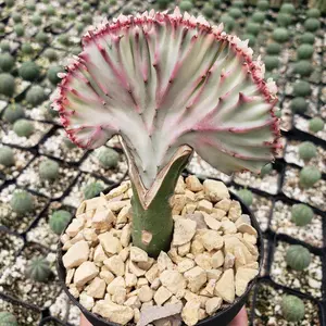 Mermaid Tail Cactus - Euphorbia lactea Cristata Grafted