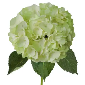 Lime Painted Hydrangeas