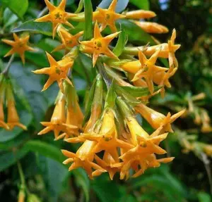 5 Cestrum auriculatum seeds | Orange Peel or Zest