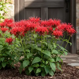 1000 Red Bee Balm Seeds – Monarda didyma – Bright Red Fringed Blooms – Hardy Perennial Pollinator Flower