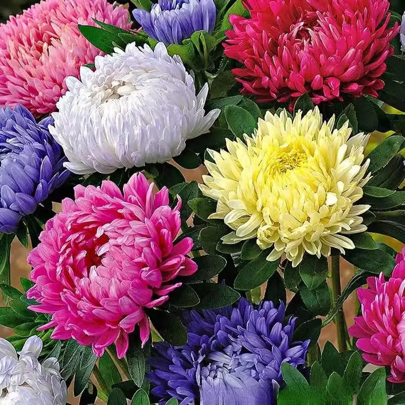 Double-Petaled July Chrysanthemum Seeds - Versatile Perennial Flower Seeds for Outdoor Garden, Balcony Planting