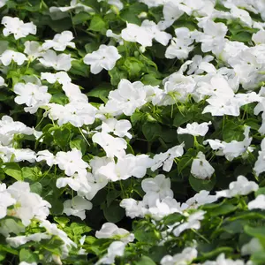 1000 Seeds Annual Vinca Periwinkle White Ground Cover & Flower Seed Mix for Planting