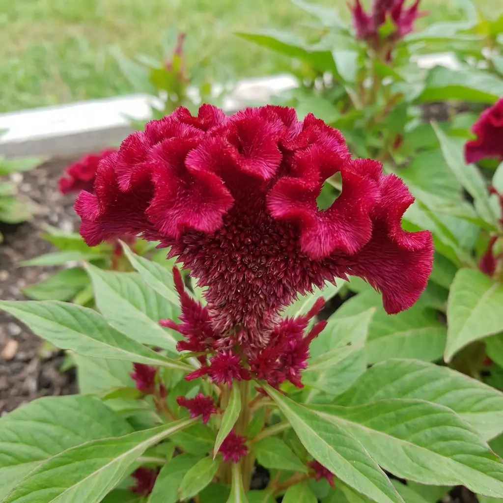 400 Pcs Cockscomb Flower Seeds for Planting Outdoor-Perennial Eustoma Cut Flower Plant Garden Home Ornamental Non-GMO