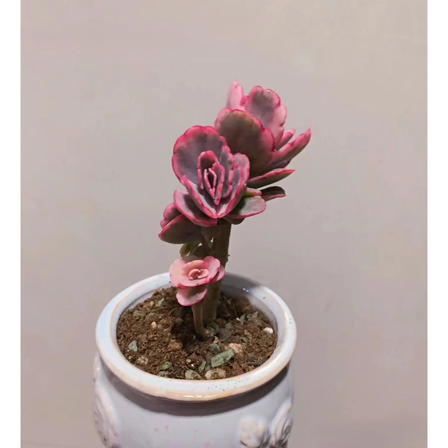2"Live Succulent Kalanchoe Fedtschenkoi Lavender Scallops