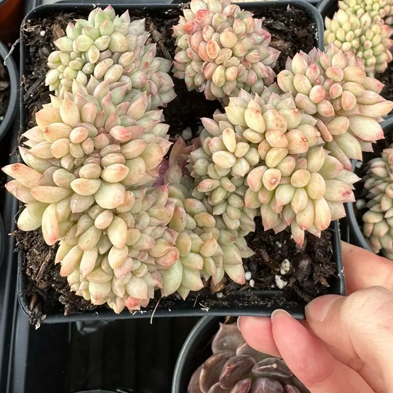 Echeveria 'Strawberry Cake' Crested Cluster (around 4'')- Bare Root Succulents - Terra Tales