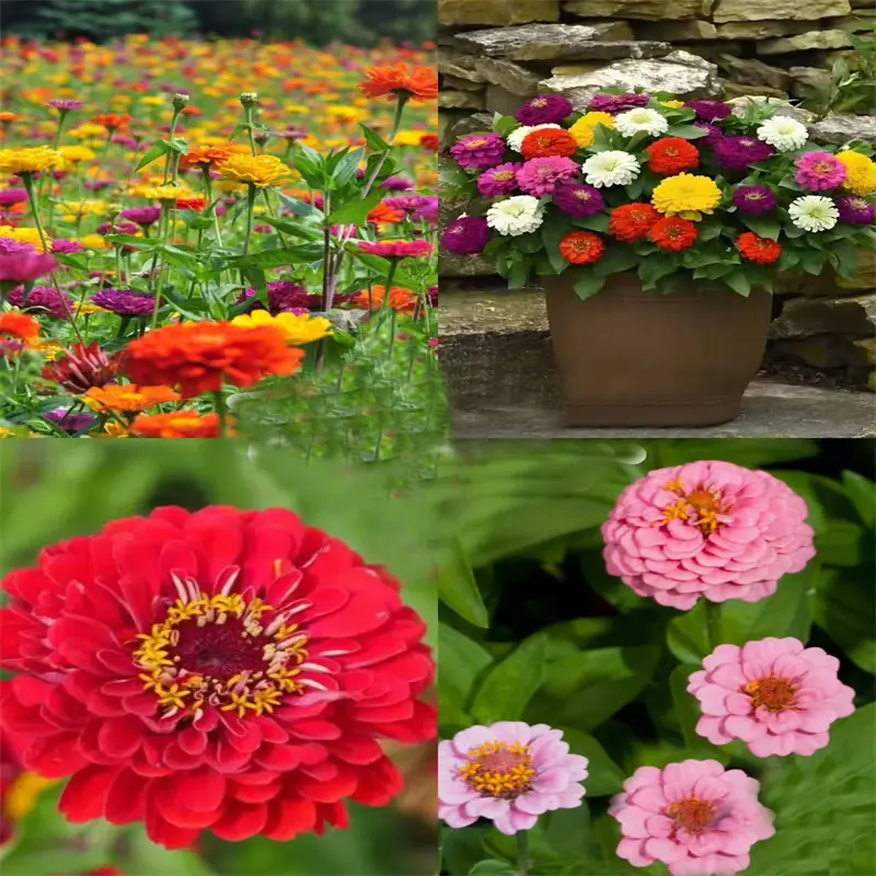 200+ Zinnia Seeds for Planting, Heirloom Variety, Giant Double Bloom ...