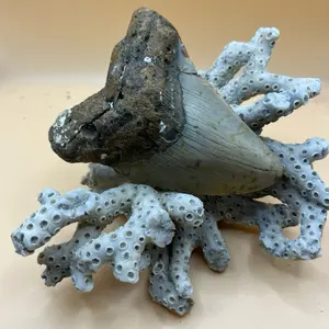 Shark fossil megalodon 4.3”