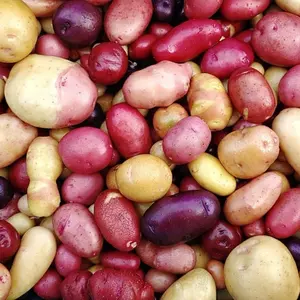200+ Potato Colorful Mix Heirloom Seeds - High Germination Rate Garden Seeds for Planting
