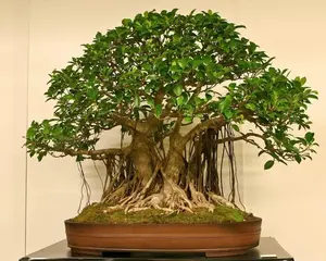 Banyan Bonsai Tree Seeds for Planting - 30 Seeds of Ficus benghalensis