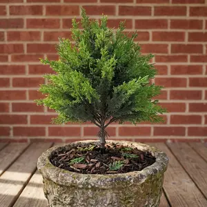 1pc/2pcs - Realistic Five-Pronged Cypress Leaf Ground Insert Greenery, Fake Plastic Greenery, Artificial Pine Leaf Decorative Arrangement, Ideal for Gardening Enthusiasts