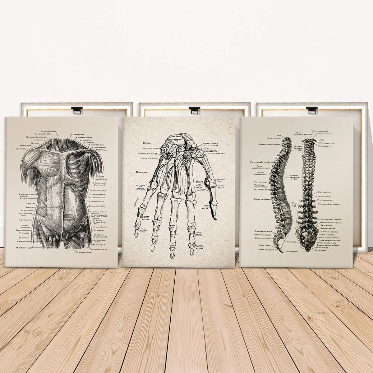 Wooden Framed Canvas Painting, 3 Counts/set Human Body Analysis Diagram Poster, Bone Analysis Diagram Decoration, Home Decoration Poster