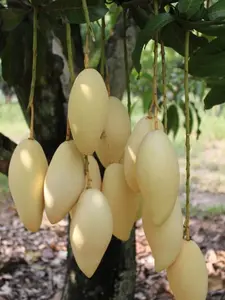 LIVE PLANT 2ft Mango Nam Doc Mai Grafted Mangifera indica fruit tree