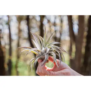 Large Tillandsia Harrisii Air Plants / 5-7 Inches Tall [1, 3 or 5 Pack]