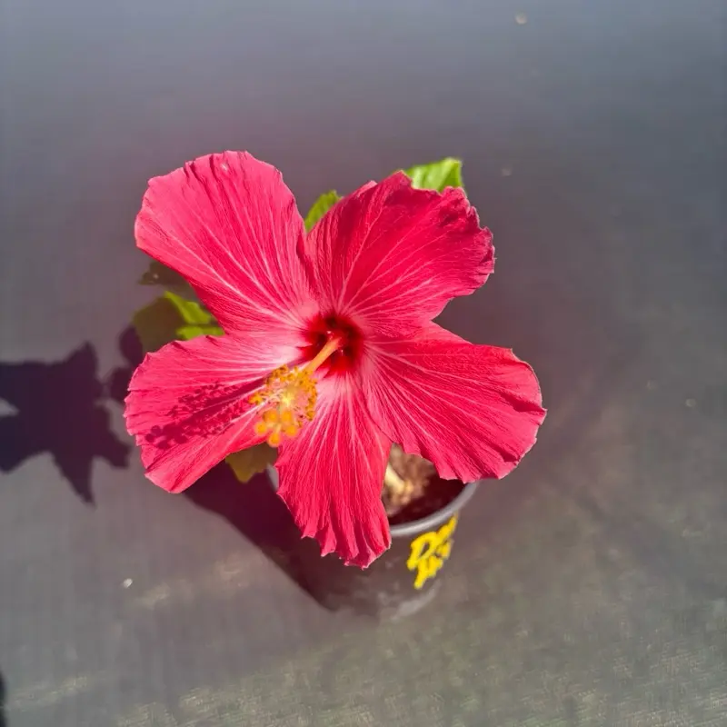 Hibiscus Live Plant - Vibrant Pink Flower in Pot with Yellow Accents