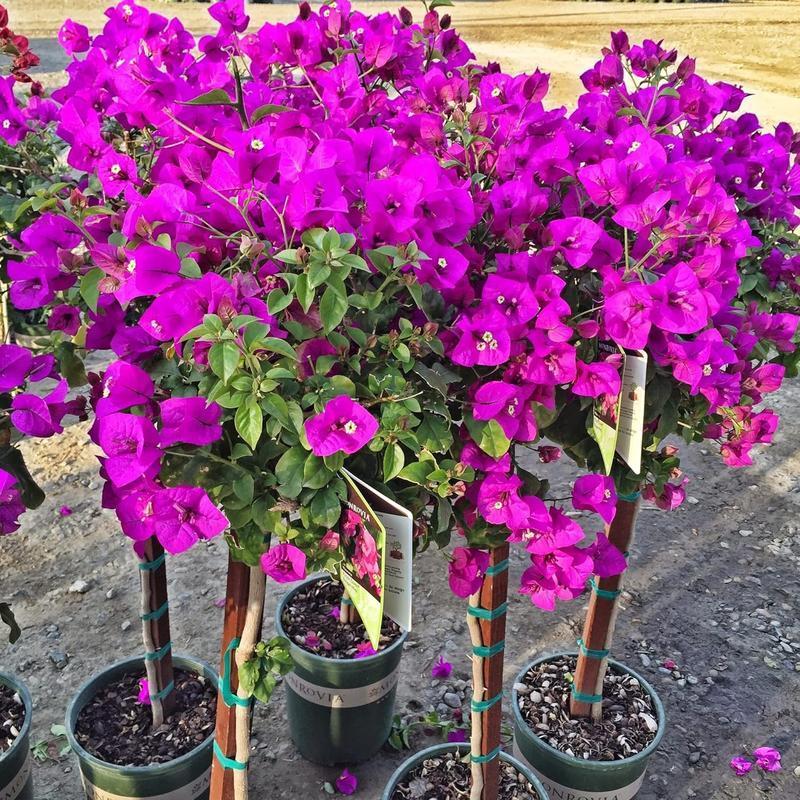 Multicolor Bougainvillea , Trangular Plum-South American Jasmine 100 Seeds Striking Landscaping Privacy Screen Plant Fast Growing & Maintain