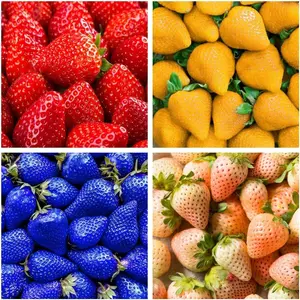 800 Mixed Strawberry Seeds - 4 Colors - Non-GMO Heirloom Perennial Seeds