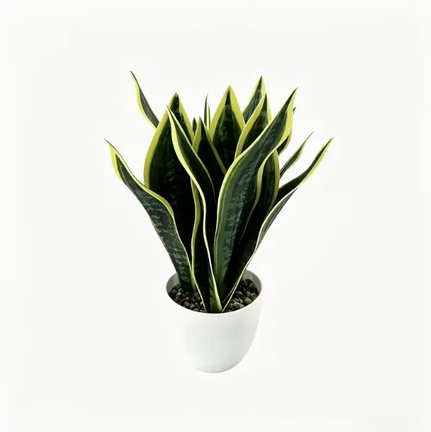 Snake Plant Sansevieria Trifasciata Bare Root, Modern Boho Home Decor Indoor Plant, Drought Tolerant Beginner Houseplant, 3.5 Inches