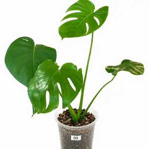 #2 Monstera Deliciosa Rehabilitada, Planta Exacta