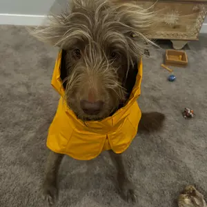 Spark Paws Breatheshield Dog Raincoat - Waterproof Windproof Rain Jacket, for Small Medium Large Extra Large Dogs, Reflective Full-Body Coverage Dry Suit