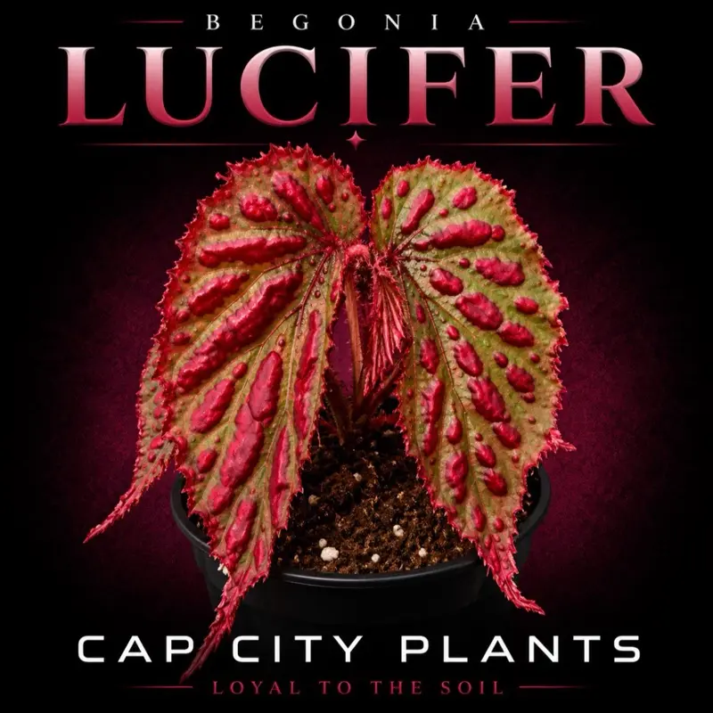 Begonia Lucifer Tissue Culture
