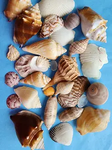 1 LB Variety Shells from SWFL, Sanibel, Captiva, Marco Island
