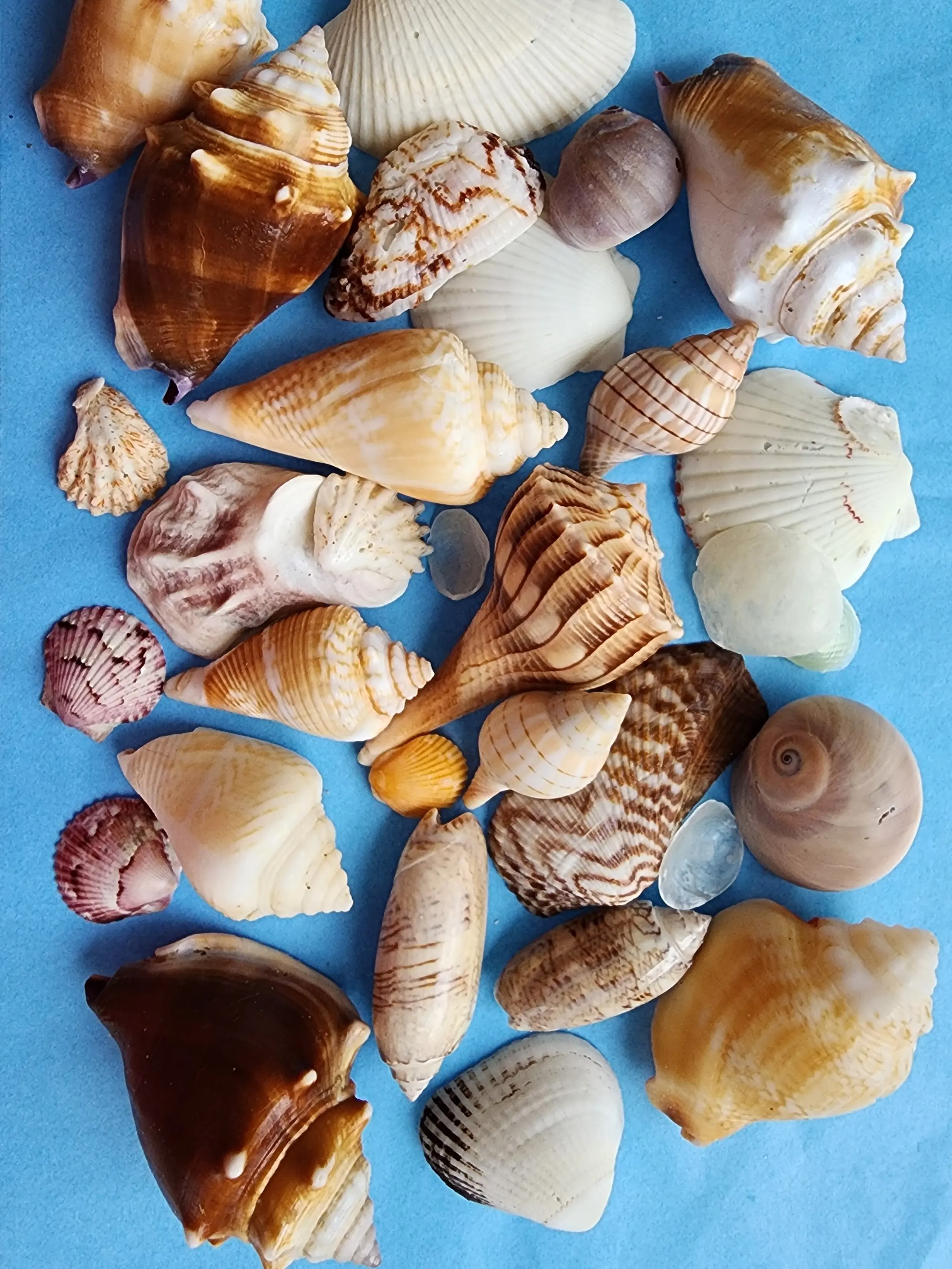 1 LB Variety Shells from SWFL, Sanibel, Captiva, Marco Island