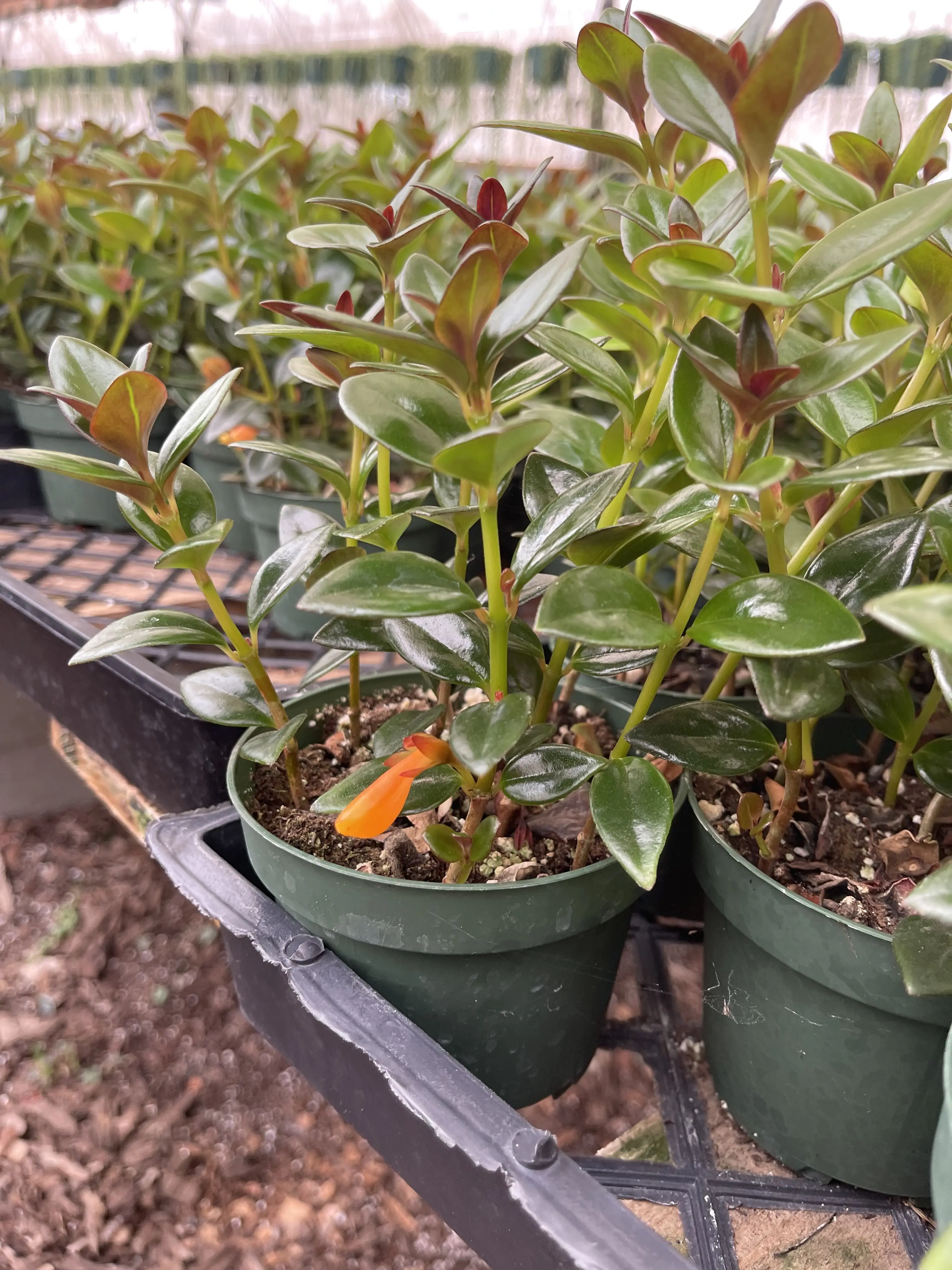 Goldfish Plant in 4-Inch Pot Nematanthus gregarius – Vibrant Orange Blooms, Trailing Tropical Houseplant, Live Indoor Plant