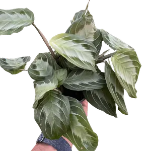Maranta 'Silver Band'