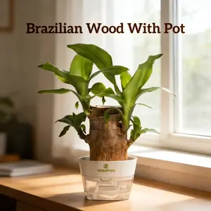 New Brazilian Lucky Wood Plant 2026 - Brings Luck Prosperity & Wealth Increase - Hydroponic with Cute Mysterious Doll Base - Easy Care Indoor Decorative Ornament Gift Houseplants