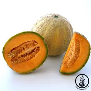 Melon Seeds - Cantaloupe - Honey Rock