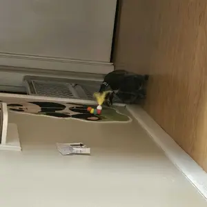 review image 1