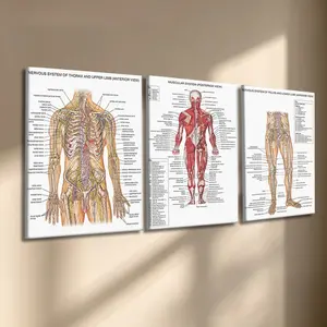 3 Pcs/Set Wooden-Framed Canvas Painting, Human Anatomy Nervous & Muscular System Triptych Canvas Wall Art, Educational Medical Diagram Print for Living Room, Bedroom, Office Decoration, Modern Home Decor, Fashion Artistic Ornaments, Artwork