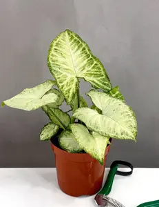 Syngonium White Butterfly