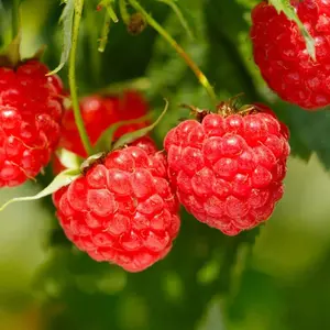 Caroline Red Raspberry Live Plant Fruit Plant for Home Garden