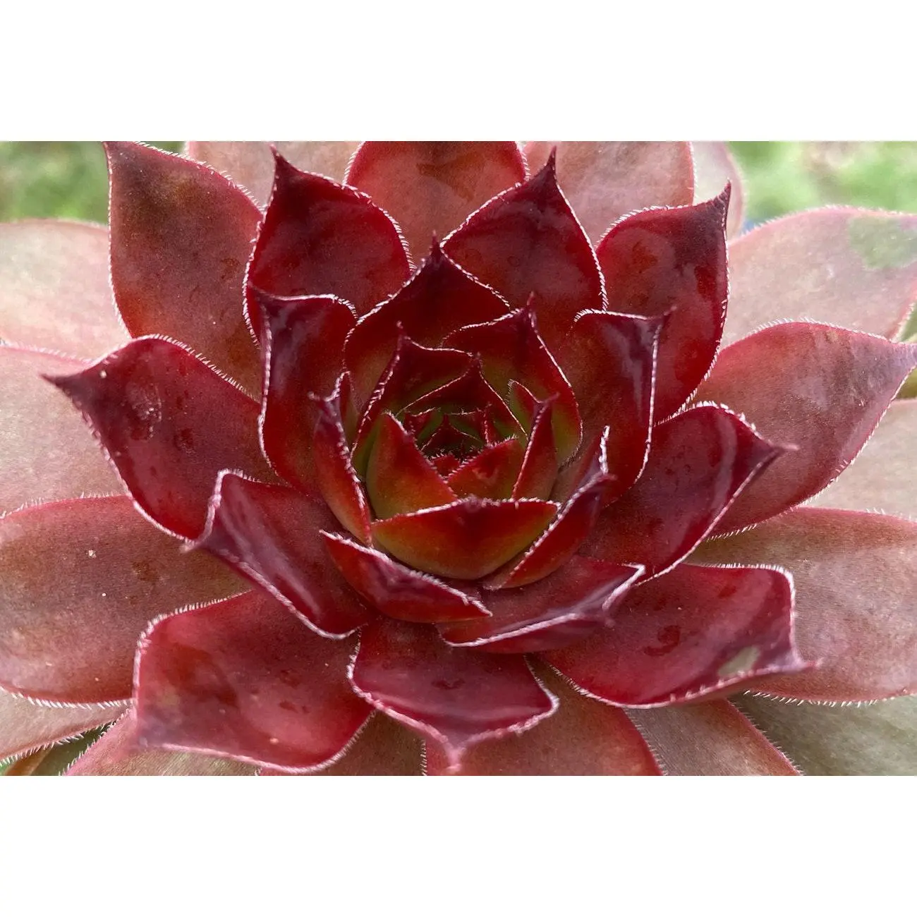 Cherries Jubilee Succulent - Hens and Chicks Sempervivum Plant by Chick Charms® - 4 inch pot