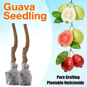 Guava Tree Seedlings High Survival Rate Fast Growing Sweet Juicy Fruit Non-GMO Organic for Home Garden Balcony Bonsai Indoor Outdoor Planting Pure Grafting Plantable Naticinvide