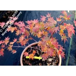 Acer shirasawanum 'Garden Glory' Full Moon Japanese Maple