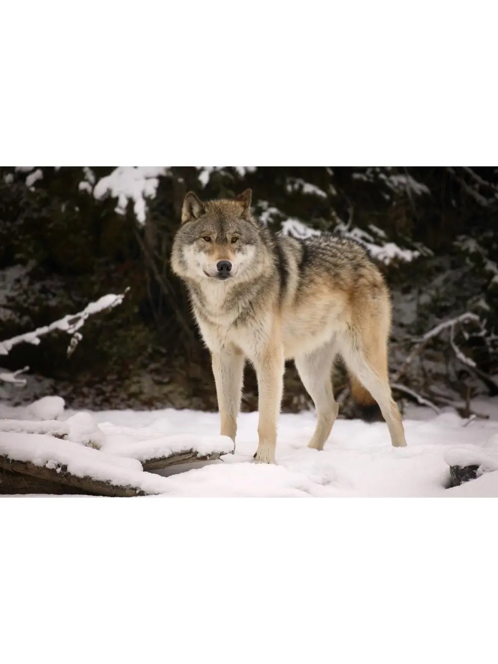 Wolf Poster Print by Don Hammond - 17 x 11