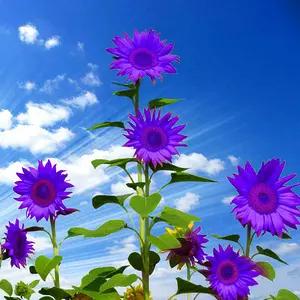 Purple Sunflower Seeds to Plant | 50pcs Non-GMO Ornamental Sunflower Seeds for Home Garden, Yard, Farm, Office Decor