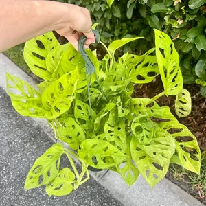 Monstera adansonii neon - Neon Madonna - 8” pot