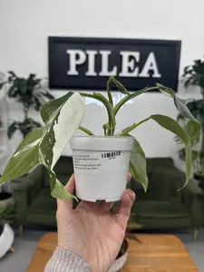White Princess Philodendron – 5" Rare Aroid with Stunning White Variegation