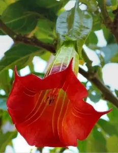Green River 10 Red Angel Trumpet Seeds - Perennial Flower Seed Pack, Tropical Blooms, Patio Gardens, Exotic Charm