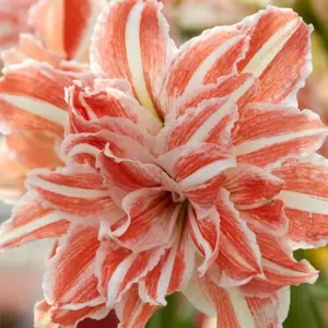 1 Hippeastrum Bulb – Stunning Amaryllis Flowers, Beginner-Friendly & Non-GMO, Easy to Grow for Garden, Pots, Indoor & Outdoor, Large Blooming Ornamental Flower, Perfect Gift for Garden Lovers