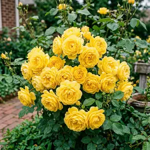 50 Yellow Rose Seeds for Planting - Variety for Home Gardening