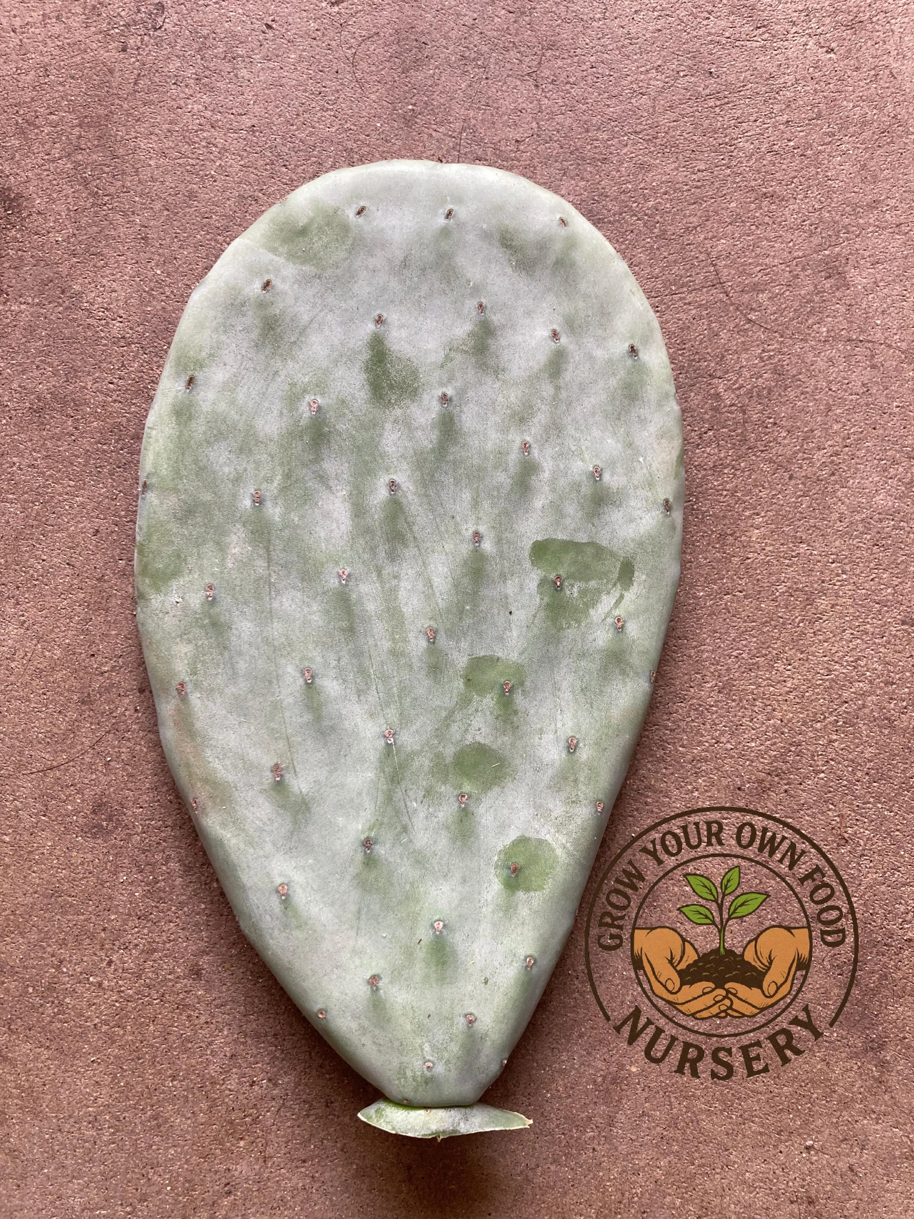 Organic Drought-Tolerant Micky Mouse Cactus Fruit Pad Cutting - Edible, Cold-Hardy Opuntia Green Tuna, Mostly Spineless Prickly Pears, Glochids-Free Succulent Garden Plant for Full Sun Home Gardening