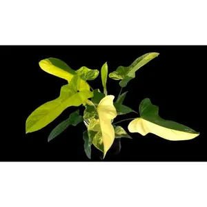 Variegated Golden Violin Philodendron